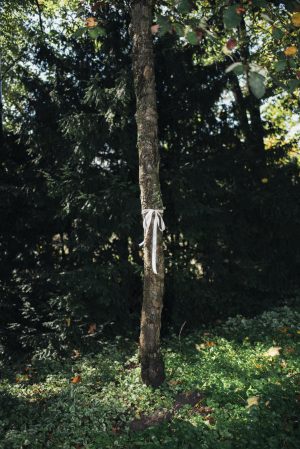 Ein schmaler Baum im Wald, mit einer weißen Schleife um den Stamm gebunden. Sonnenlicht fällt durch die Blätter.
