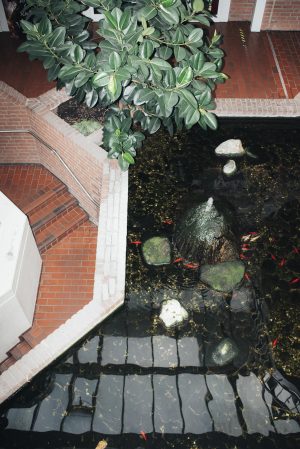 Ein Innenhof mit einem Koi-Teich, überragt von einer großen, grünen Pflanze. Das Wasser reflektiert das Glasdach des Gebäudes.
