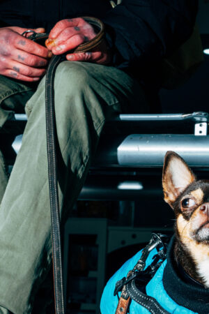 Close-up of a tattooed man holding a dog leash. Beside him, a Chihuahua wearing a blue jacket sits attentively.