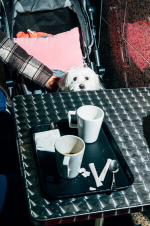 A small white dog looks out from a stroller behind a metal table with empty coffee cups. The scene is lit with strong lighting.