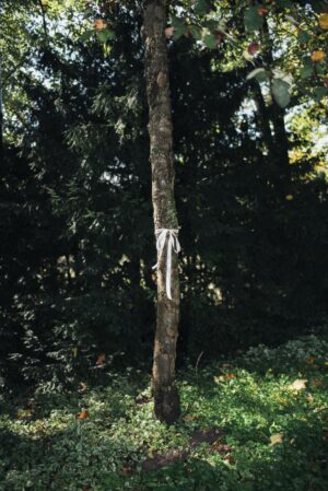A slender tree in the forest, with a white ribbon tied around its trunk. Sunlight filters through the leaves.
