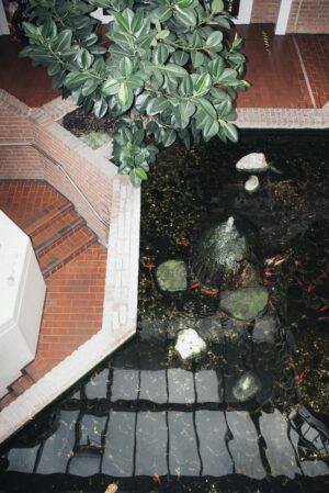An indoor courtyard with a koi pond, overshadowed by a large green plant. The water reflects the building's glass ceiling.